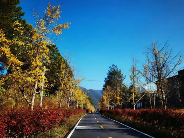 廣東“小眾”銀杏觀賞地，茶鹽古道途經的古村，第一波銀杏黃了