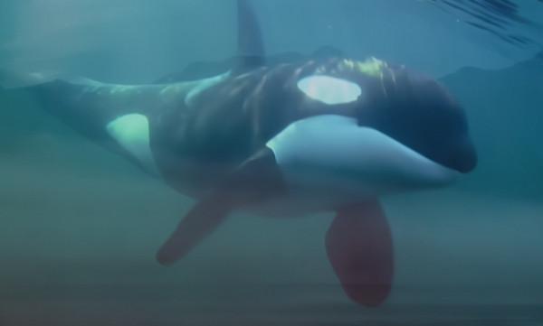 這頭虎鯨成了“萬人迷”，人們不惜罰款10萬，也要去海里和它玩耍