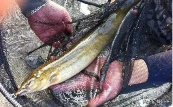 市場上賣60元一斤的“刀鰍魚”，在農村之中，為啥沒人敢養殖？