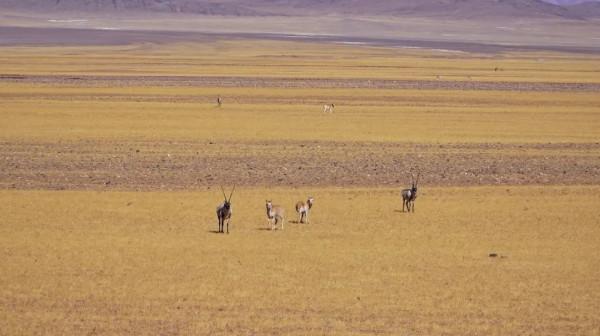 穿越西藏阿里中線,地上只有車轍印,這種路就是轎車能力的極限 穿越西藏阿里中線,地上只有車轍印,這種路就是轎車能力的極限