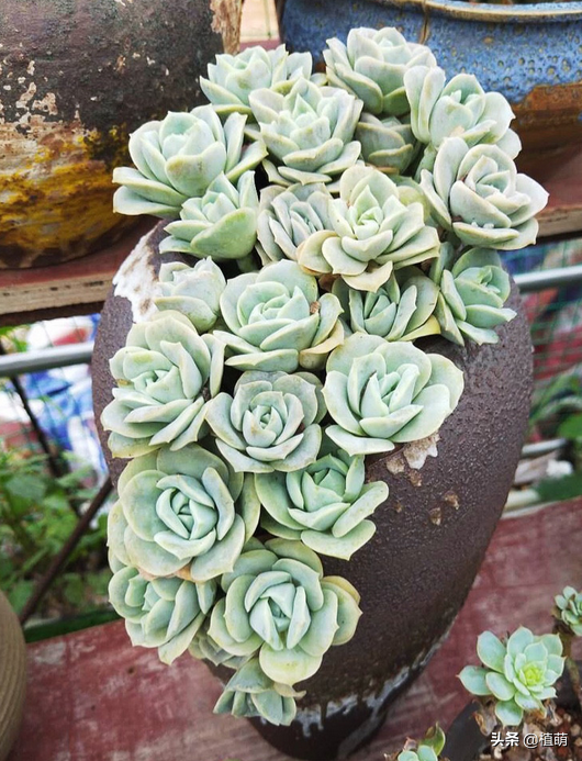 可愛玫瑰重新換個高盆養，其狀態更加迷人