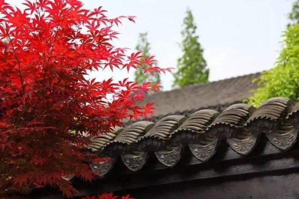 今天，邂逅一場浪漫的崇明“賞葉之旅”