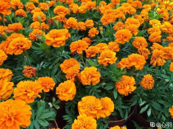 50種花春天播種，長滿小院子，能開一整年