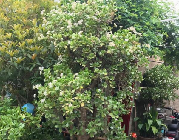 壽命最長的4種花，能活幾十年，可以養成傳家寶