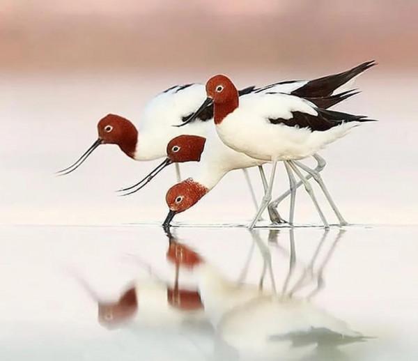 分享——最珍貴罕見的鳥