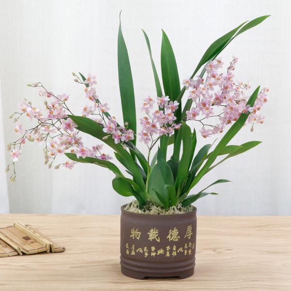 5種“耐寒花”，好看不怕凍，低溫也能爆花，一直開到初夏