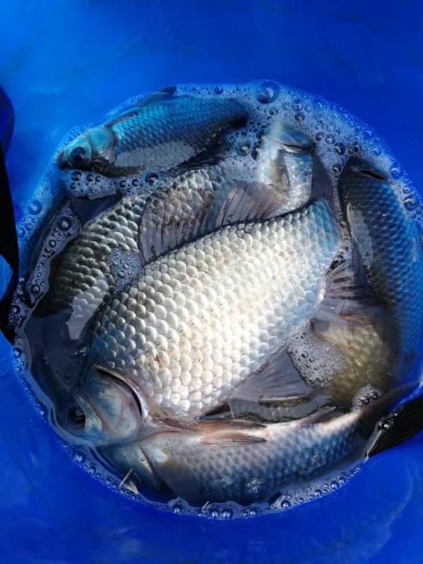 降溫後和降溫當天漁獲差距是真大