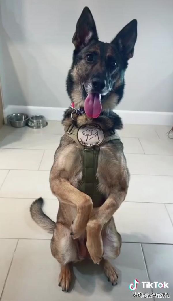 警犬退役後情緒很低落,鏟屎官靈機一動,陪它演了一齣戲 警犬退役後情緒很低落,鏟屎官靈機一動,陪它演了一齣戲
