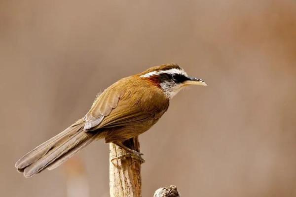 分享鳥類圖片-畫眉鳥