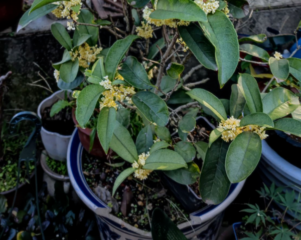 養桂花,室內盆栽12月牢記4點,花開滿枝,滿屋飄香 養桂花,室內盆栽12月牢記4點,花開滿枝,滿屋飄香