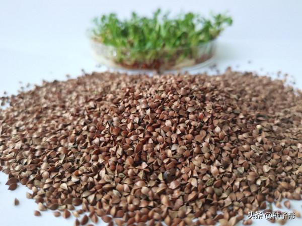 畝產達2萬公斤,魯梅克斯,液態飼餵技術,一畝地能餵養上百頭豬 畝產達2萬公斤,魯梅克斯,液態飼餵技術,一畝地能餵養上百頭豬