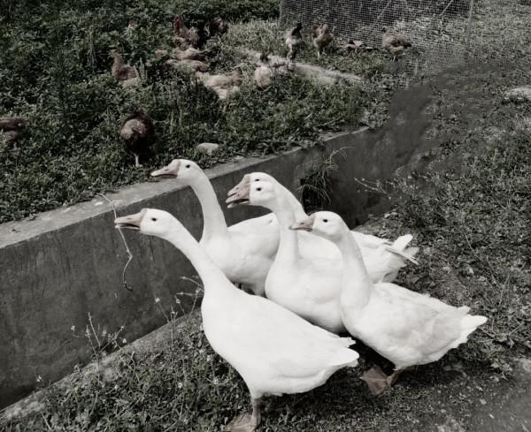 民間故事：工人拆碉堡，挖到黃皮子窩，老漢說準備20只雞，2只鵝