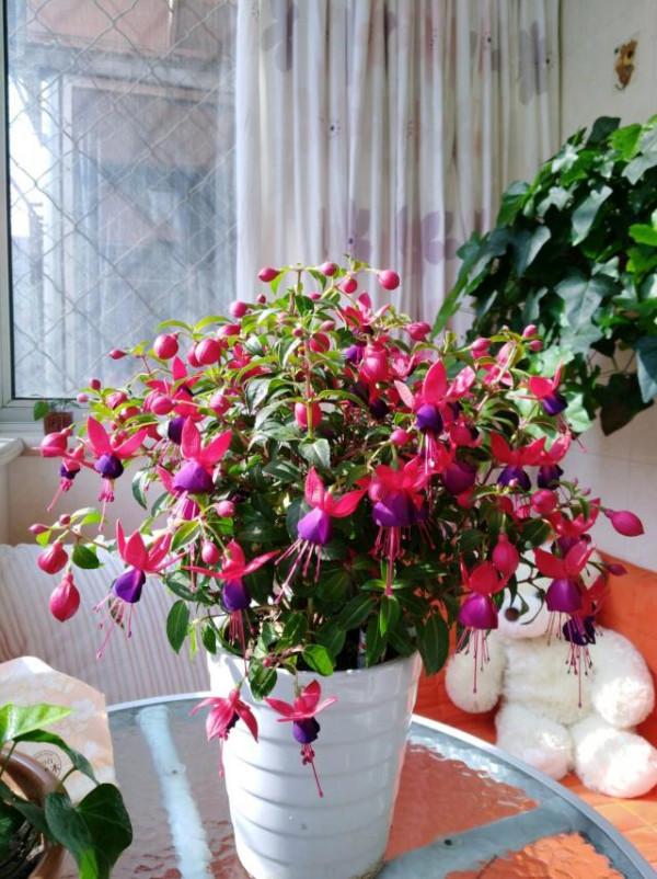 16種耐陰花，就算陽光不足，也能年年生長、開花