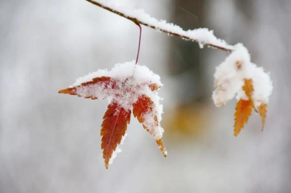 雪花飛舞，是浪漫，是青春，是離別