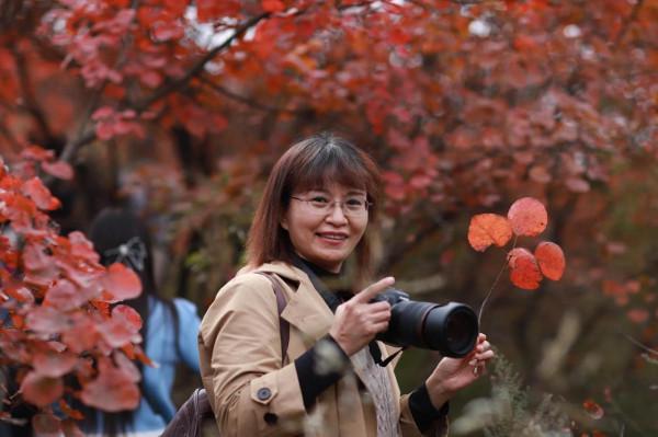 賞紅葉，不能早，也不能晚，時間一定要恰到好處