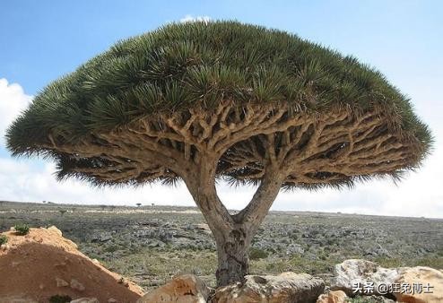 這是外國神樹?看看中國都曾引進過哪些?沒有對比就沒有傷害 這是外國神樹?看看中國都曾引進過哪些?沒有對比就沒有傷害
