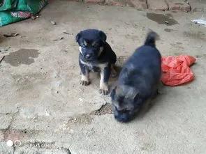 狗不死家：曾經農村大笨狗的幾種死亡方式