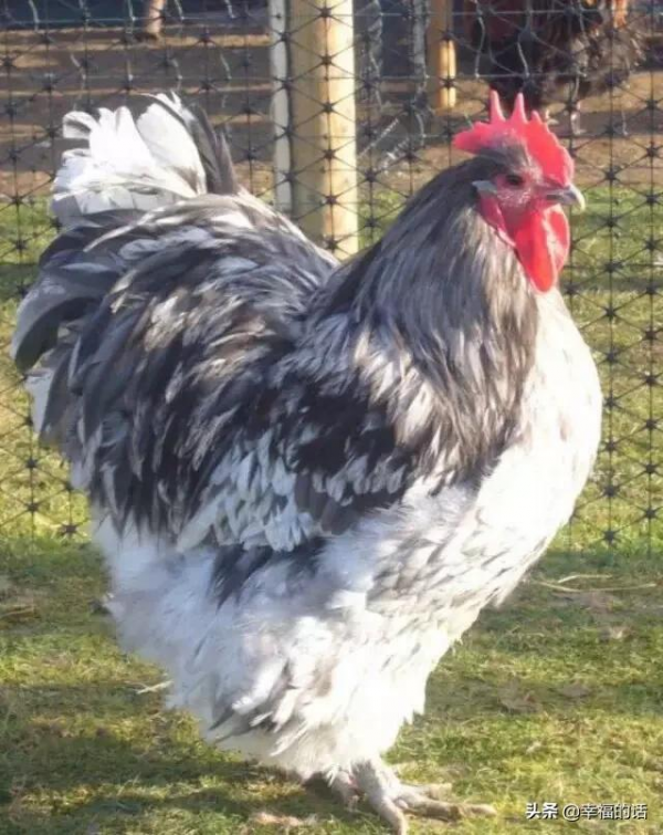 比孔雀還漂亮的雞！大開眼界