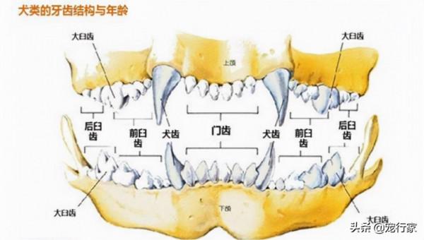 透過牙齒就能判斷狗狗年齡?學會這招,教你如何在朋友面前裝酷 透過牙齒就能判斷狗狗年齡?學會這招,教你如何在朋友面前裝酷