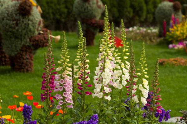 100種常見植物圖鑑,出門識花不再難,適合給小孩子做科普範文 100種常見植物圖鑑,出門識花不再難,適合給小孩子做科普範文