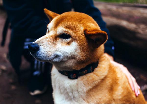 “生命結束”前的柴犬,都有這些跡象,你注意到了嗎? “生命結束”前的柴犬,都有這些跡象,你注意到了嗎?