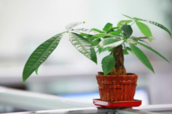 8種需要冬天“停水”的花,再澆水,可能會要了它們的命 8種需要冬天“停水”的花,再澆水,可能會要了它們的命