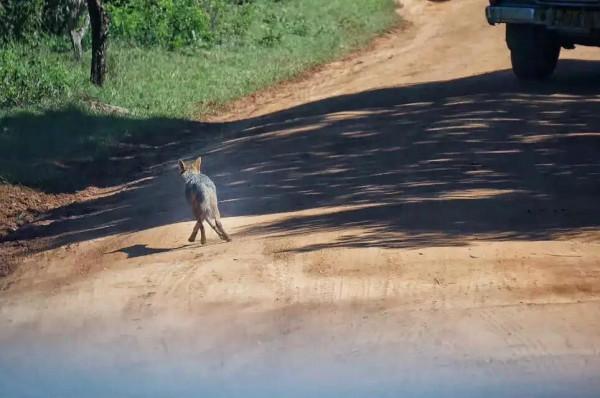 斯里蘭卡--回味無窮的青橄欖