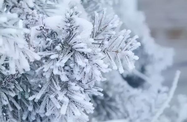 新疆霧凇,這才是完美冬天的開啟方式,真正的冰雪王國... 新疆霧凇,這才是完美冬天的開啟方式,真正的冰雪王國...