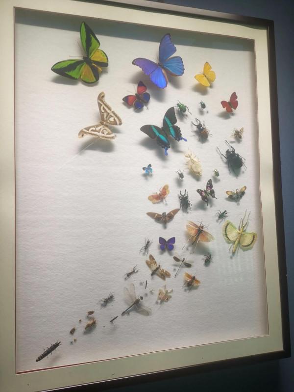 深秋的蝴蝶 深秋的蝴蝶