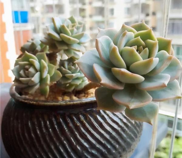 這幾種多肉非常容易爆盆,不知不覺一大盆,非常有成就感 這幾種多肉非常容易爆盆,不知不覺一大盆,非常有成就感