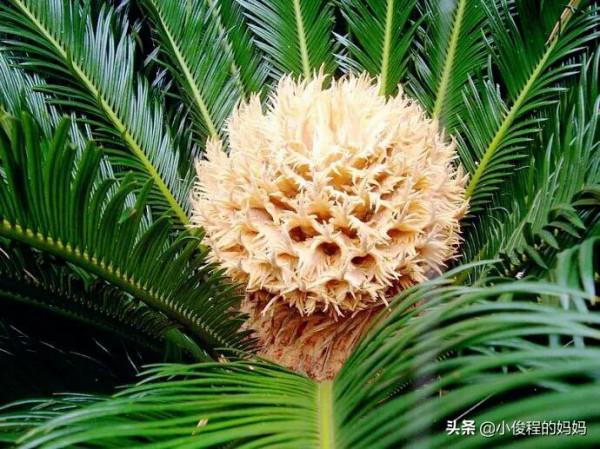 分享——鐵樹開花