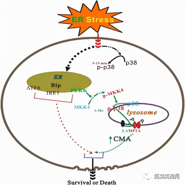 聚焦藥靶：比PROTAC應用更廣泛的溶酶體降解技術的發展和挑戰