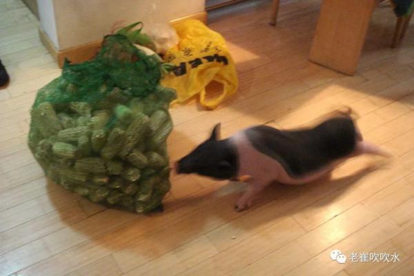 我養過一頭豬……300斤那種