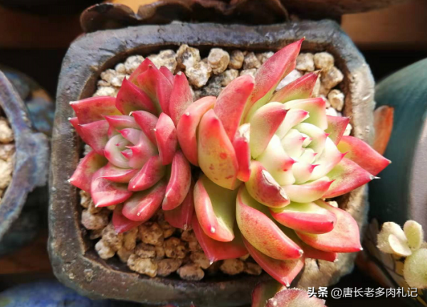 給多肉噴藥？請注意7點，要不你可能把多肉噴掛了，自己還出問題