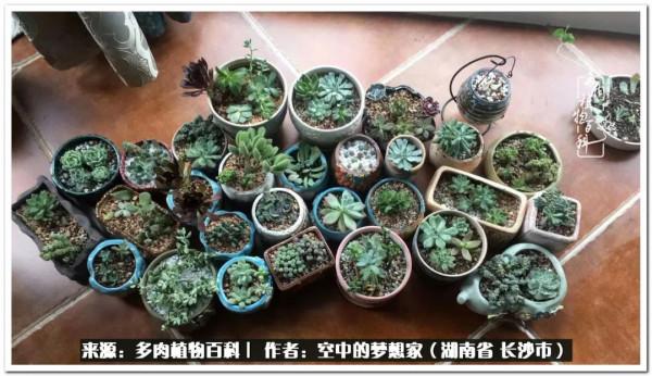 北陽臺黨，也有個多肉花園夢