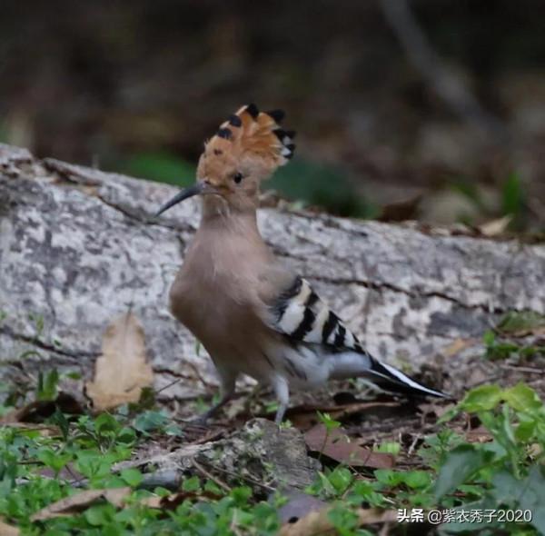 在華南植物園拍到了戴勝