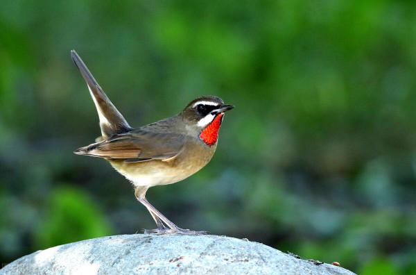 同住地球村，我們是一家人，這些野保動物您見過嗎（2）