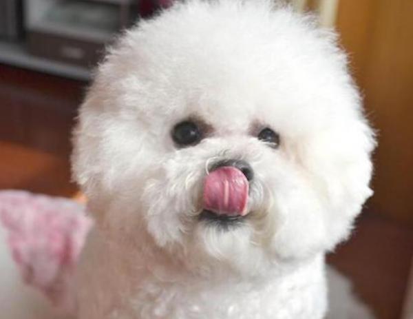 比熊犬舔主人嘴巴，其實有很多原因，不止是愛你