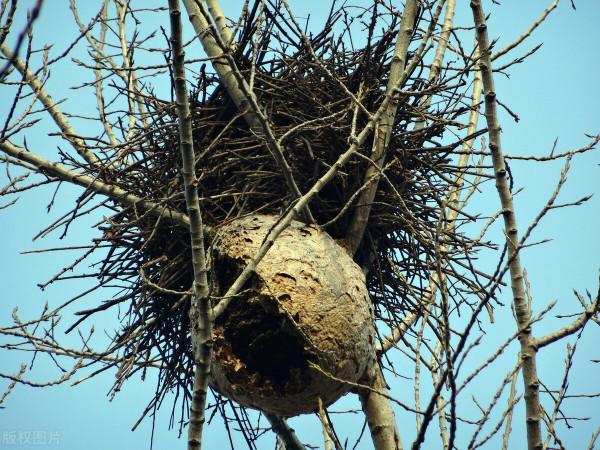 喜鵲窩不怕風吹雨打?專家:別看外部粗糙簡陋,裡面堪比“豪宅” 喜鵲窩不怕風吹雨打?專家:別看外部粗糙簡陋,裡面堪比“豪宅”