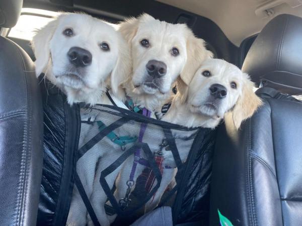 動物之間的友誼,本該共度一生 動物之間的友誼,本該共度一生