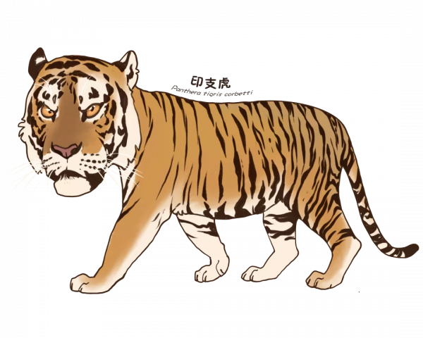 活動預告 &vert; 2022年神州荒漠野生動物園&OpenCurlyDoubleQuote;迎虎年、展虎威&rdquo;