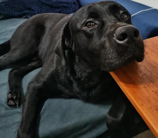 #養一條拉布拉多是種什麼體驗？#