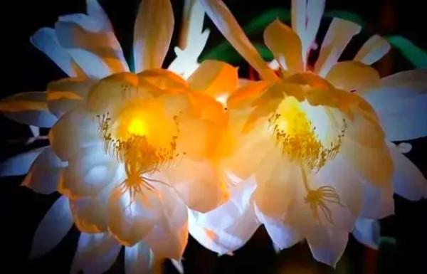 分享：曇花一現，精彩絕倫，讓人驚歎