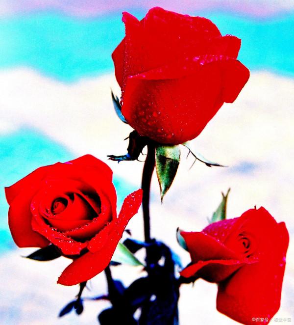 情人節送玫瑰，這些&OpenCurlyDoubleQuote;花語&rdquo;有必要了解一下，送錯會影響感情的
