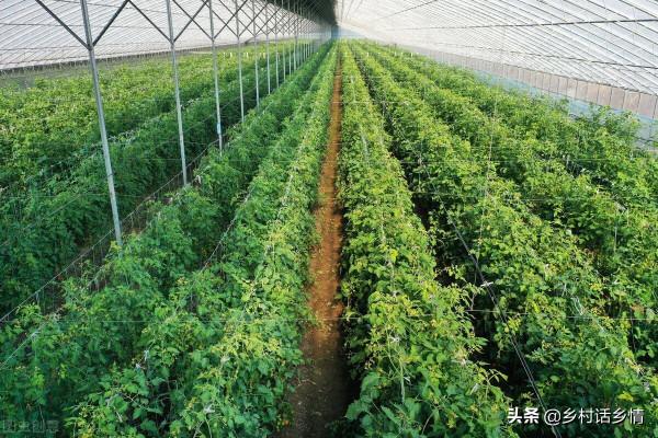 磷酸二氫鉀五個自制配方，用在蔬菜和果樹等作物上，效果最棒