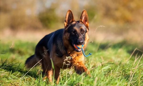 德國牧羊犬的四大品種，你知道哪些？