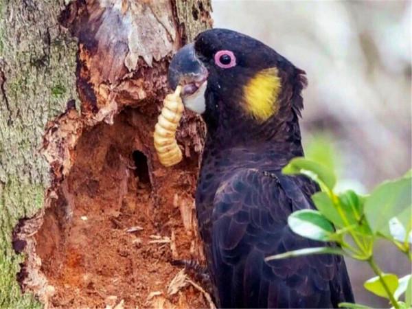 誰是傷害這些樹木的“真兇”?不是啄木鳥,啄木鳥不會這麼粗暴 誰是傷害這些樹木的“真兇”?不是啄木鳥,啄木鳥不會這麼粗暴