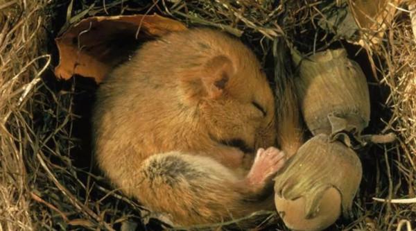 冬眠：一夢生死間？動物的終極生存奧義，冬眠和睡覺有何本質區別