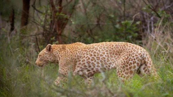 全球不足10只!“粉紅豹”驚現印度,有何特點?為何會長著草莓色 全球不足10只!“粉紅豹”驚現印度,有何特點?為何會長著草莓色