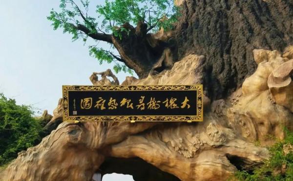 中國有多少姓氏從山西大槐樹遷移過來？